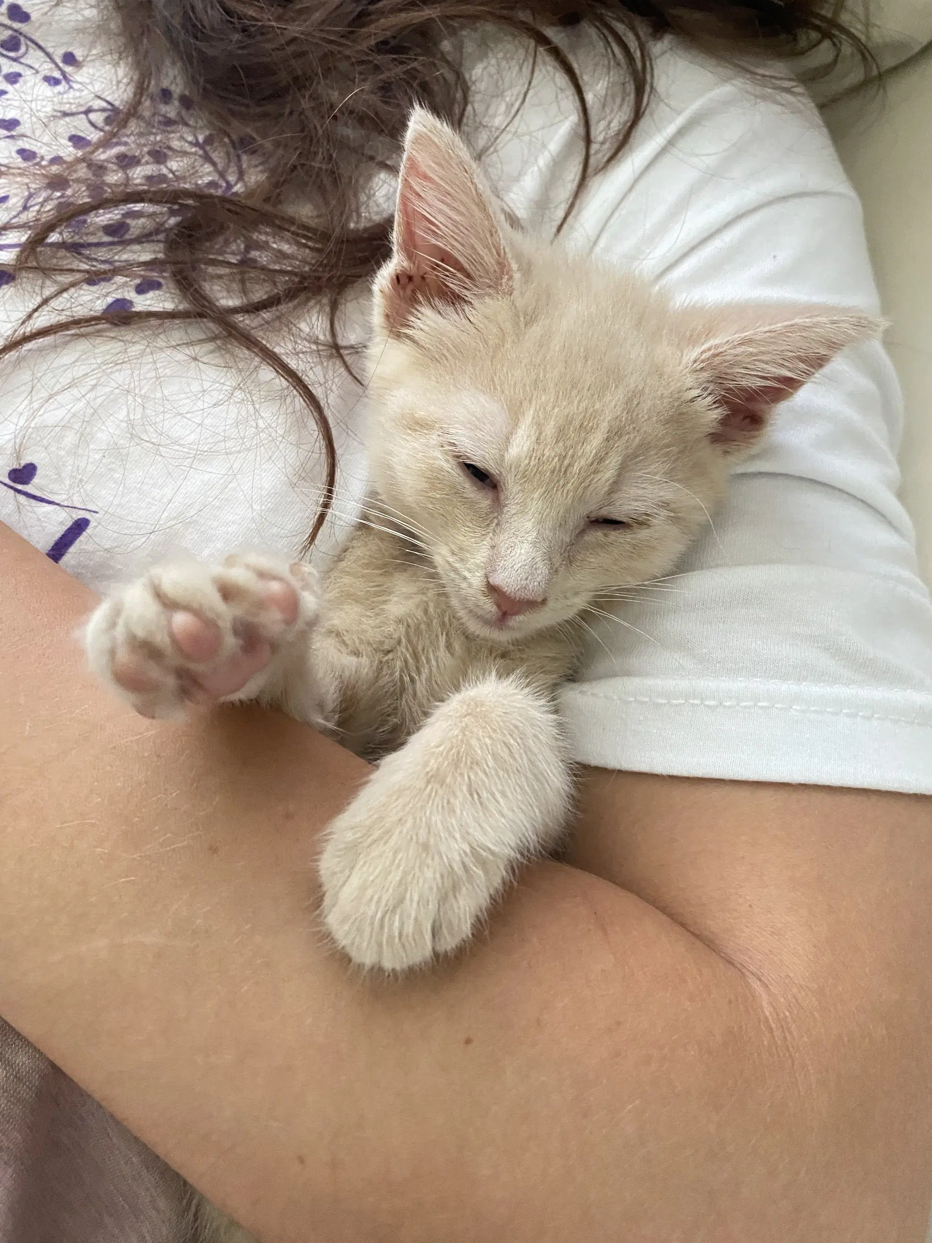 Ginger image 2