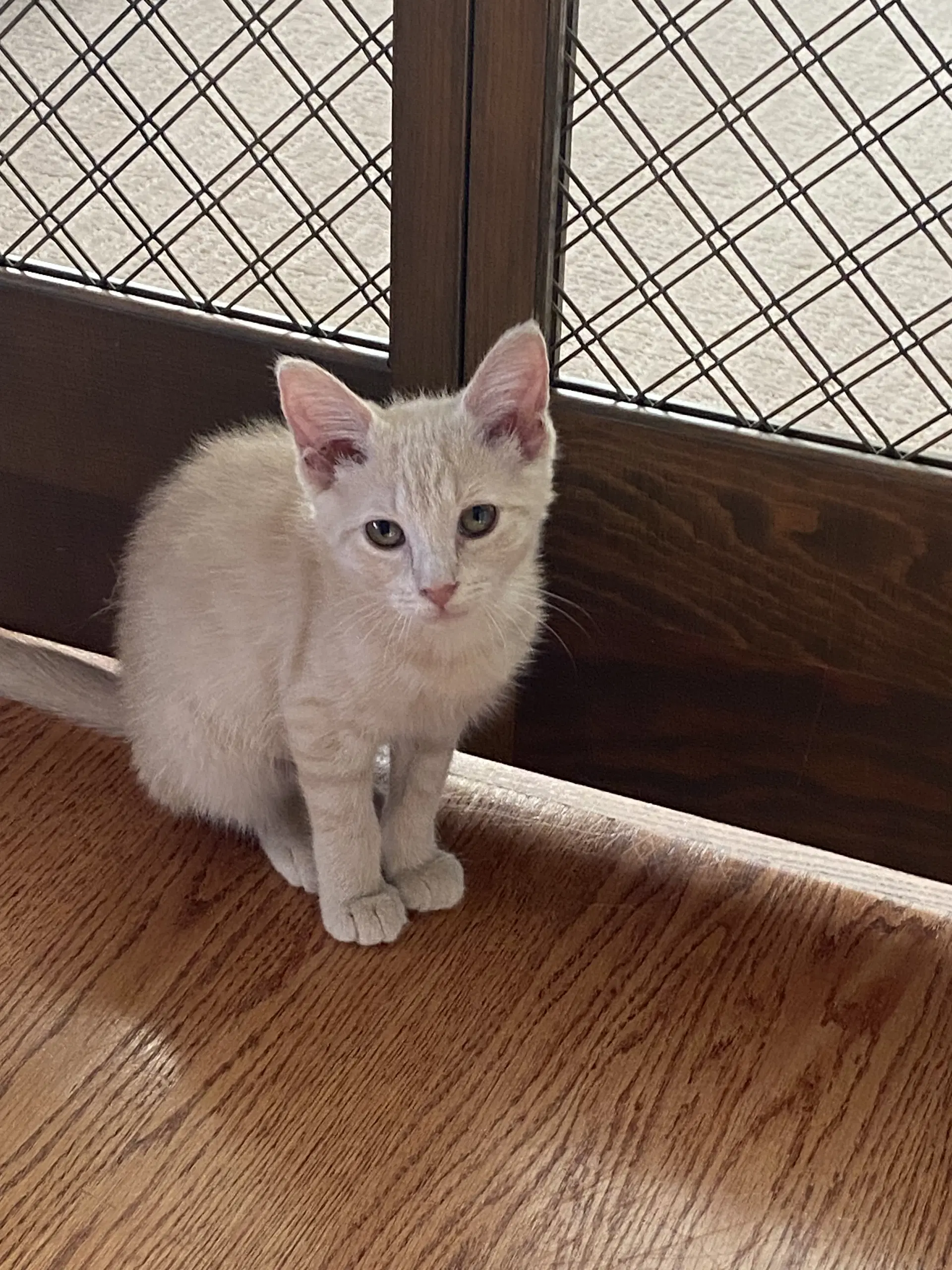 Ginger image 3