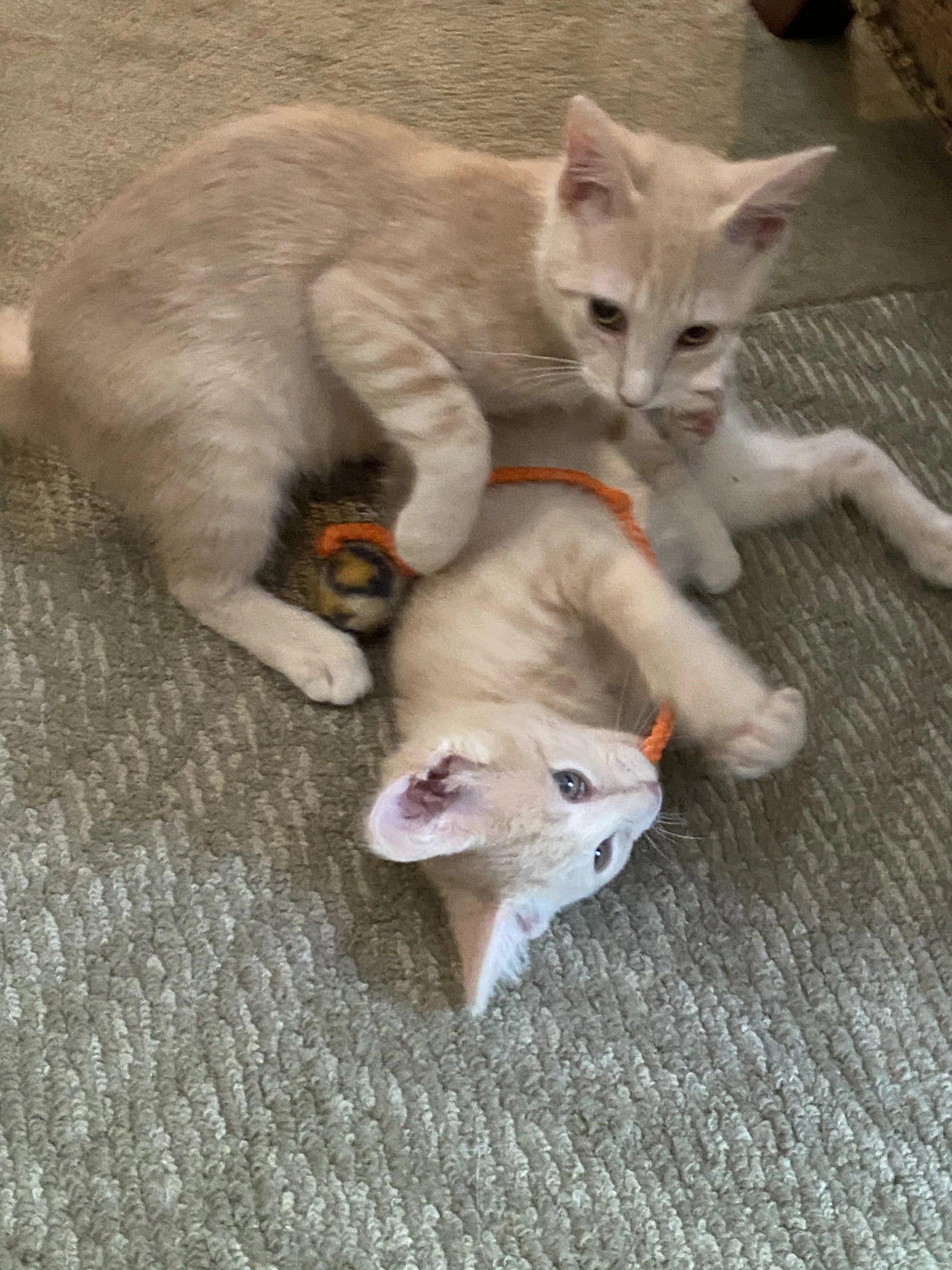 Cinnamon  Paprika Bonded Pair