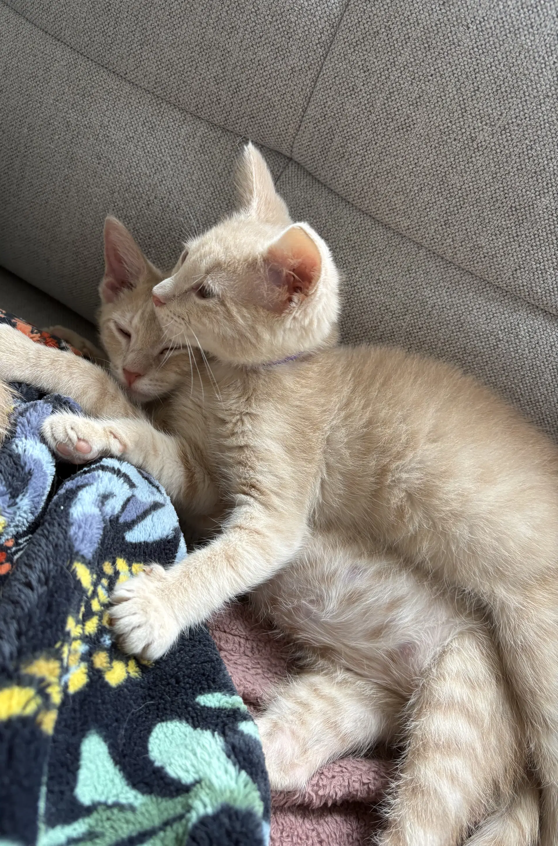 Cinnamon  Paprika Bonded Pair image 2