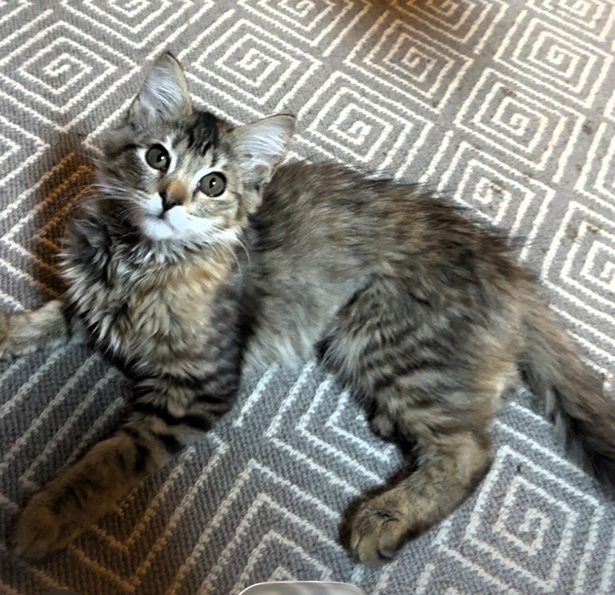 Millie  Domestic Long Hair (long coat) Female