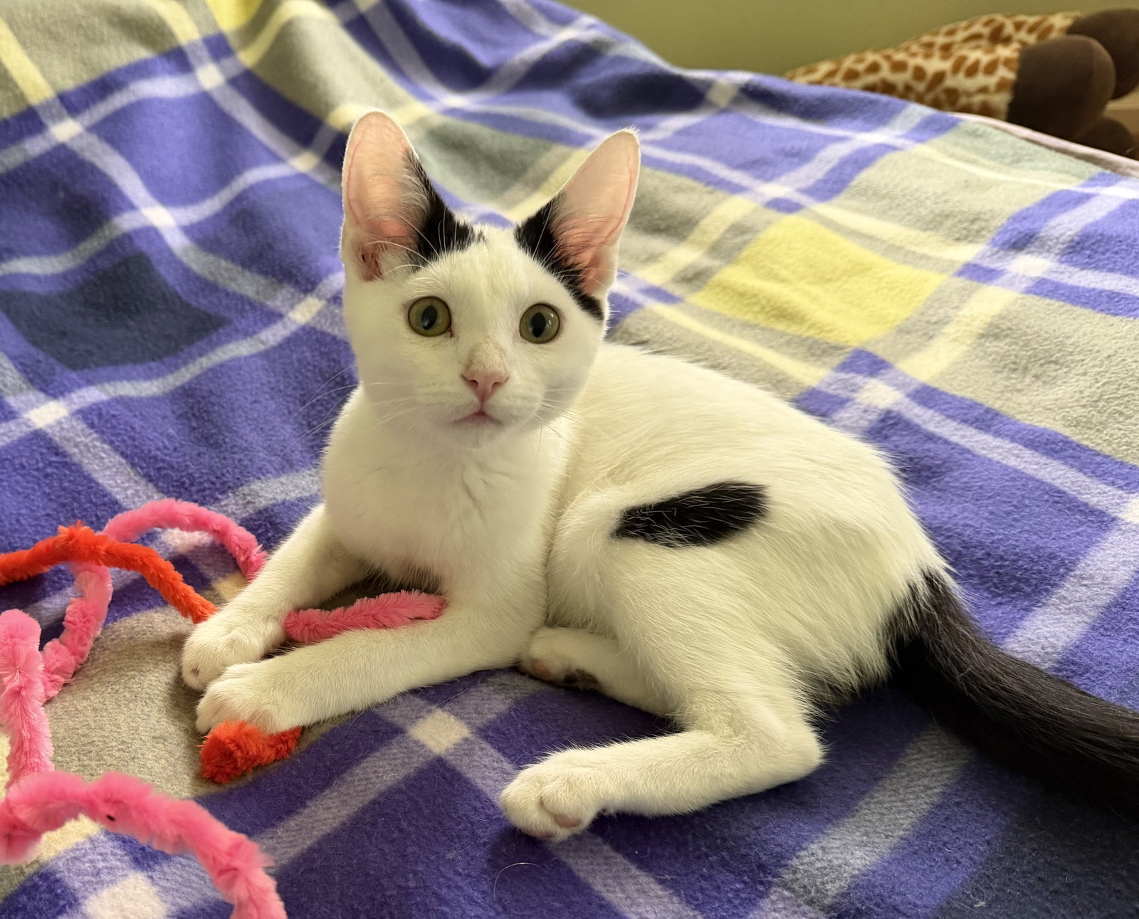 Tux  Domestic Short Hair (short coat) Male