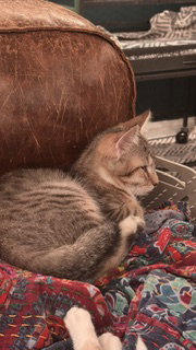 Atlas  Domestic Short Hair (short coat) Male