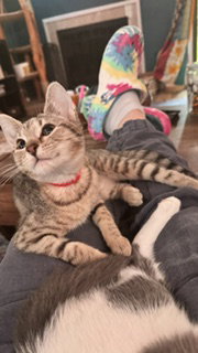 Annie  Domestic Short Hair (short coat) Female