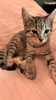 Aurora  Domestic Short Hair (short coat) Female