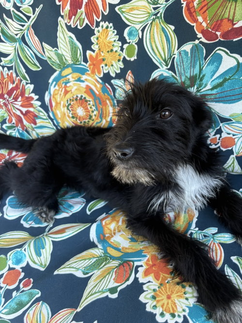 Addison photo 3