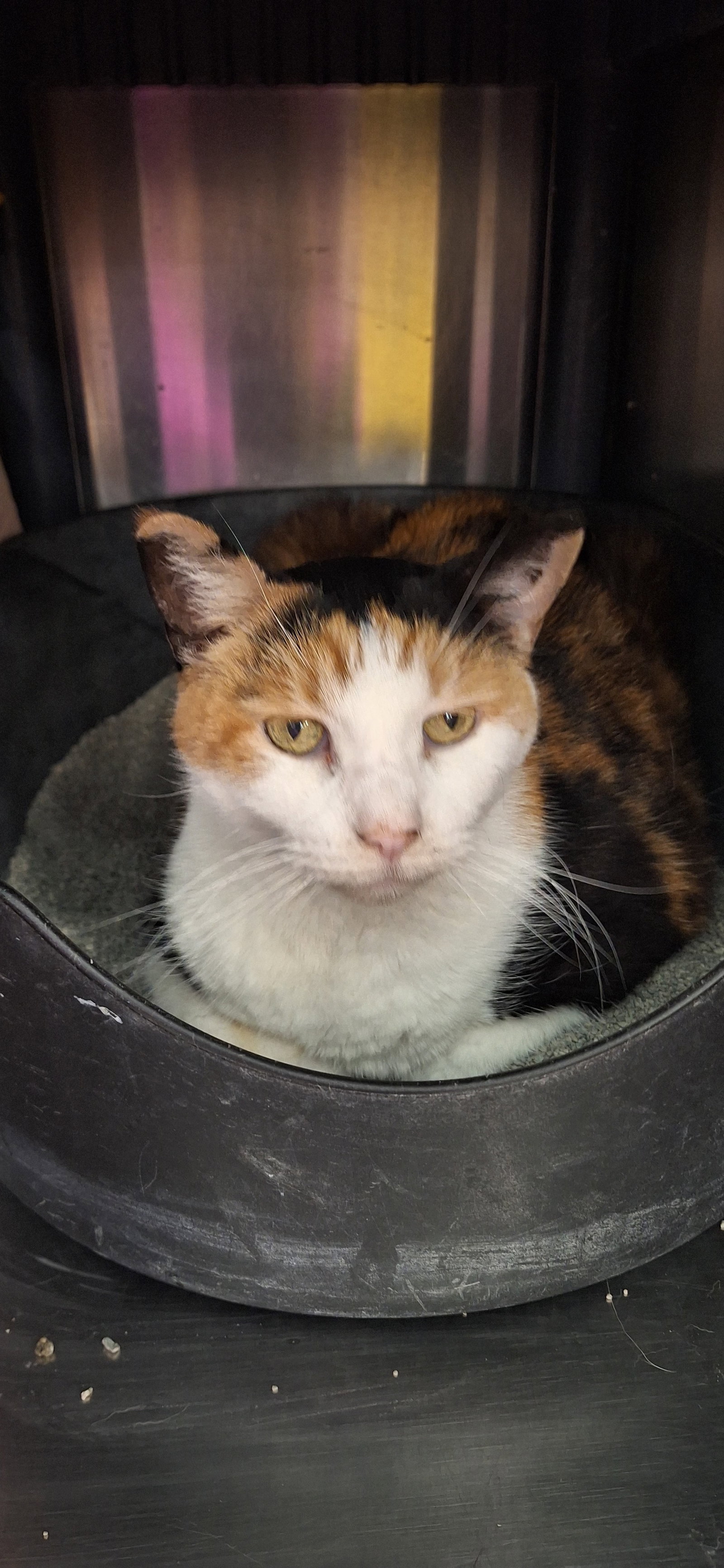Rippie  Domestic Short Hair (short coat) Female