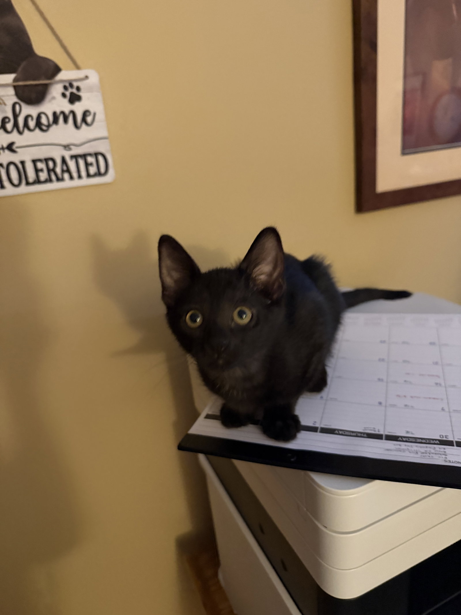 Nelly  Domestic Short Hair (short coat) Female