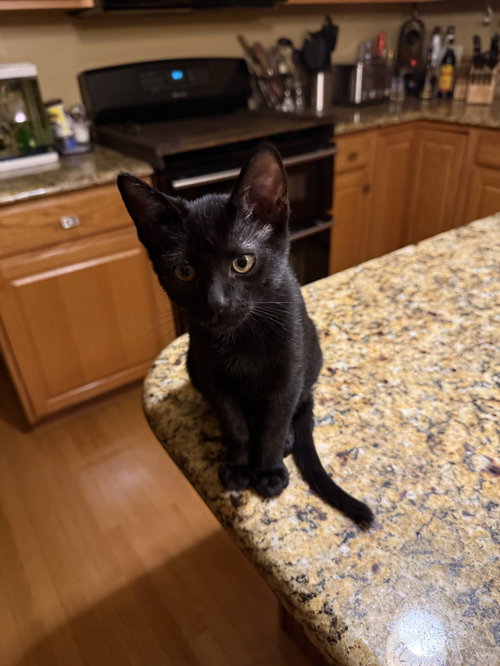 Nelly, a cat for adoption from Animal Rescue Foundation (ARF-IL)
