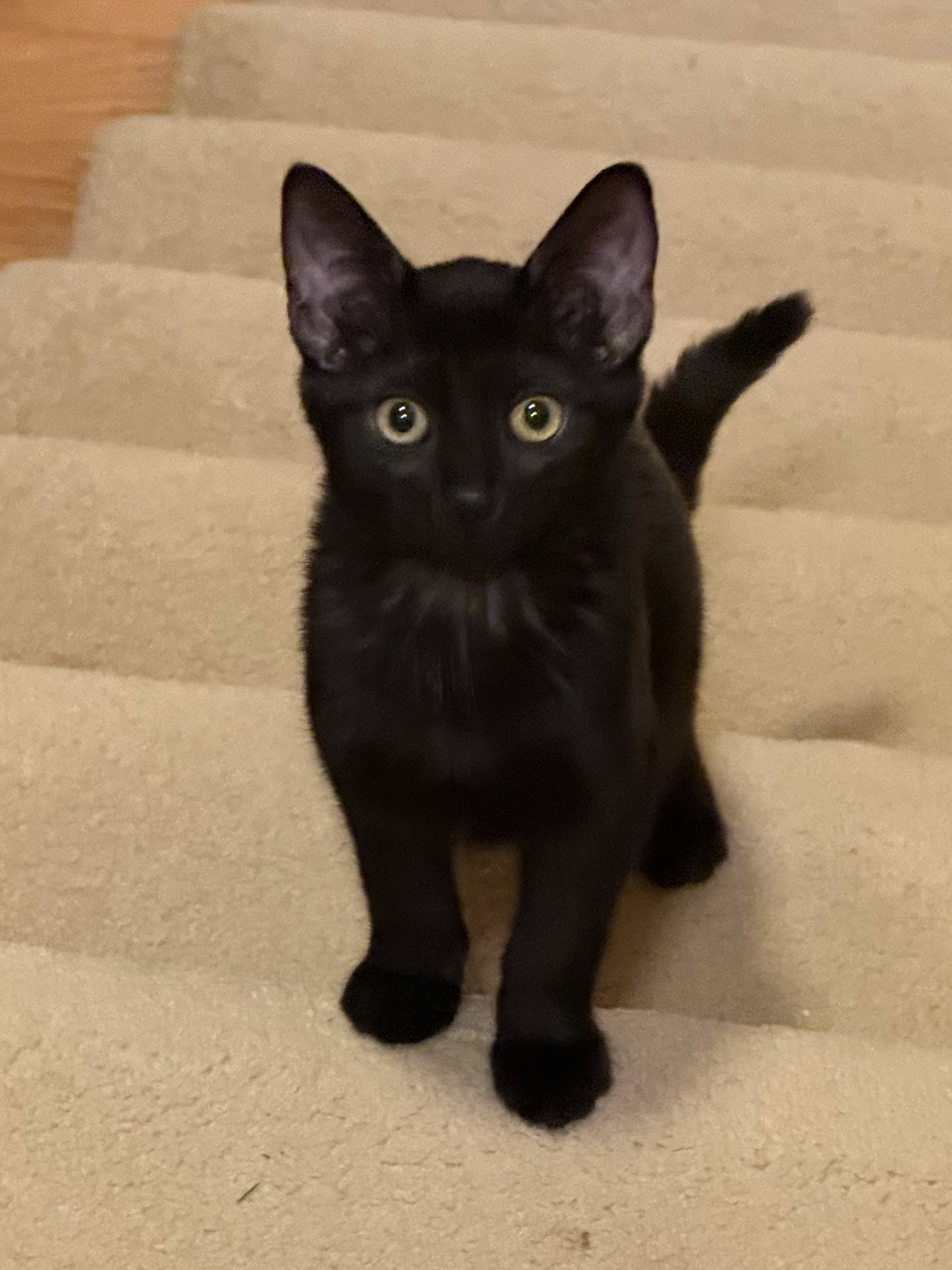 Nelly  Domestic Short Hair (short coat) Female