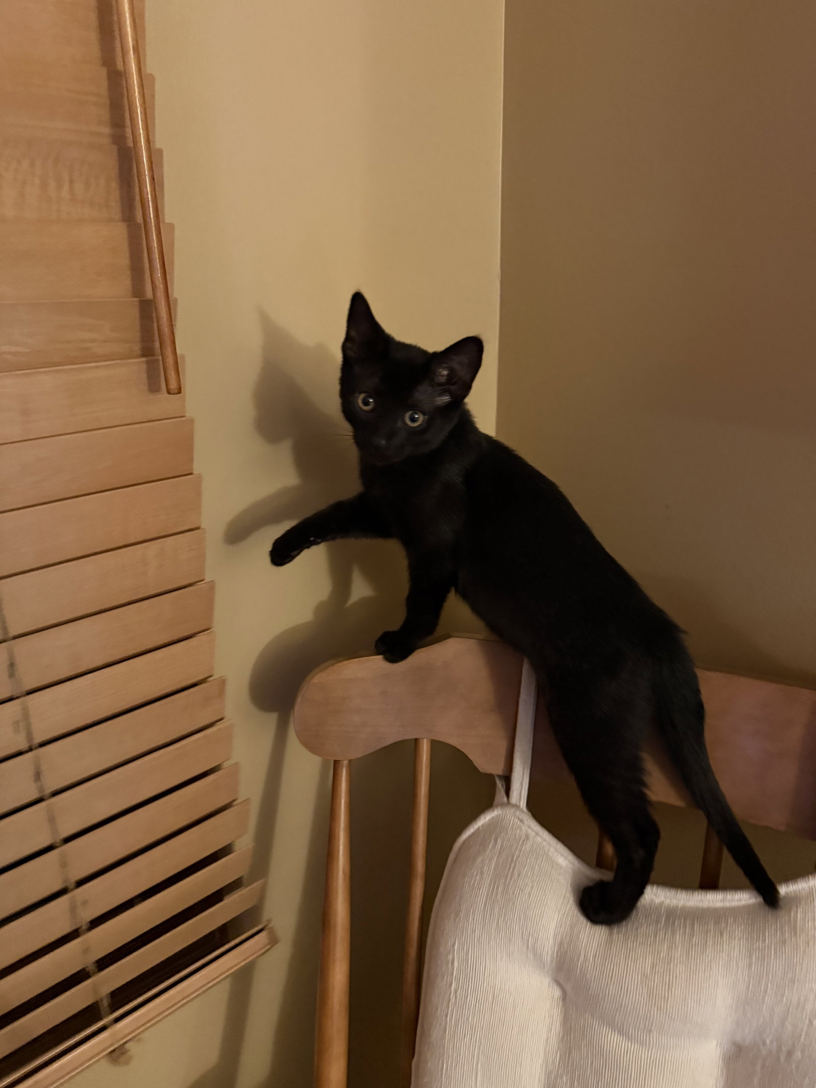 Gus  Domestic Short Hair (short coat) Male