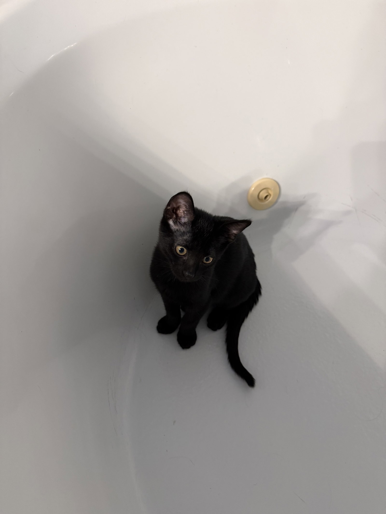 Gus  Domestic Short Hair (short coat) Male