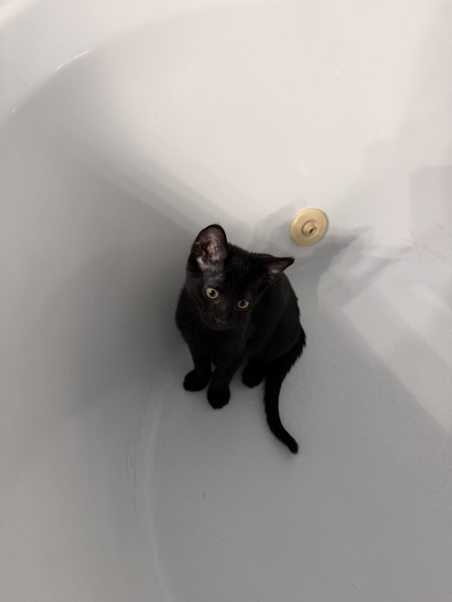 Gus, a cat for adoption from Animal Rescue Foundation (ARF-IL)