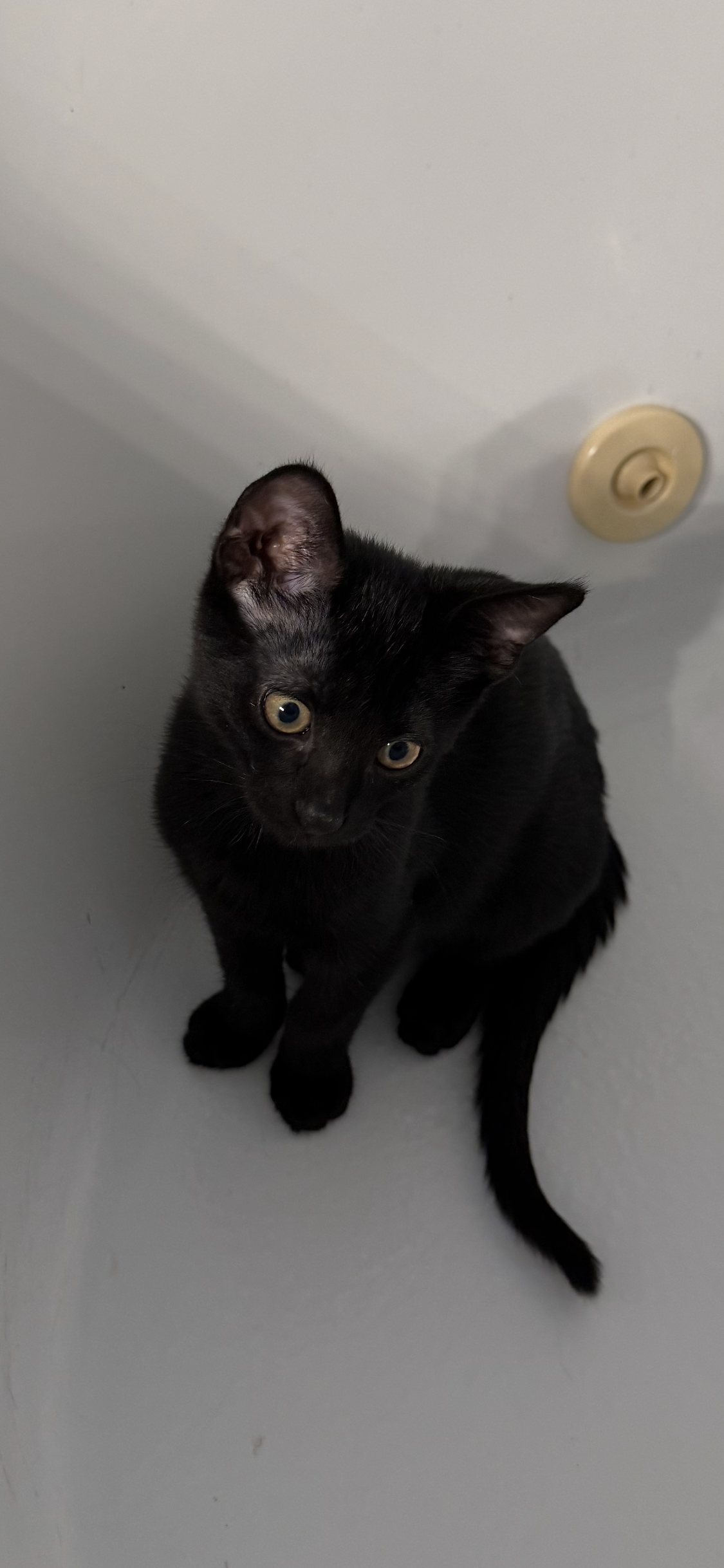 Gus  Domestic Short Hair (short coat) Male
