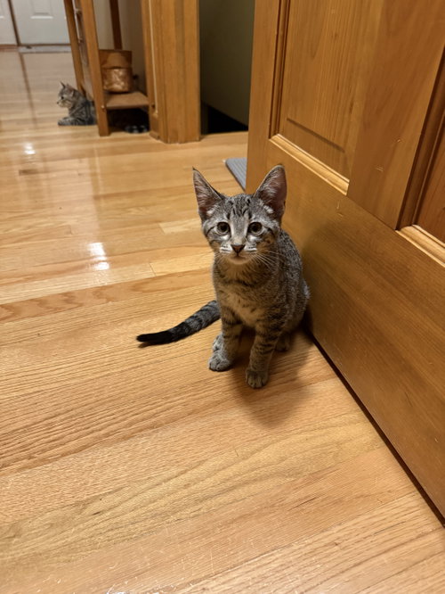 picture of the cat needing adoption