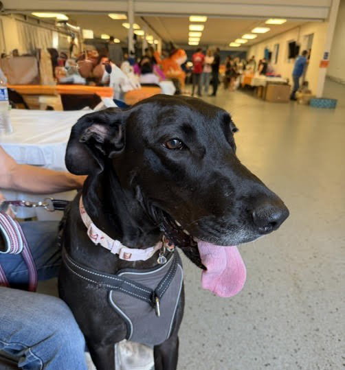 Indigo X-Large Great Dane (short coat) Female