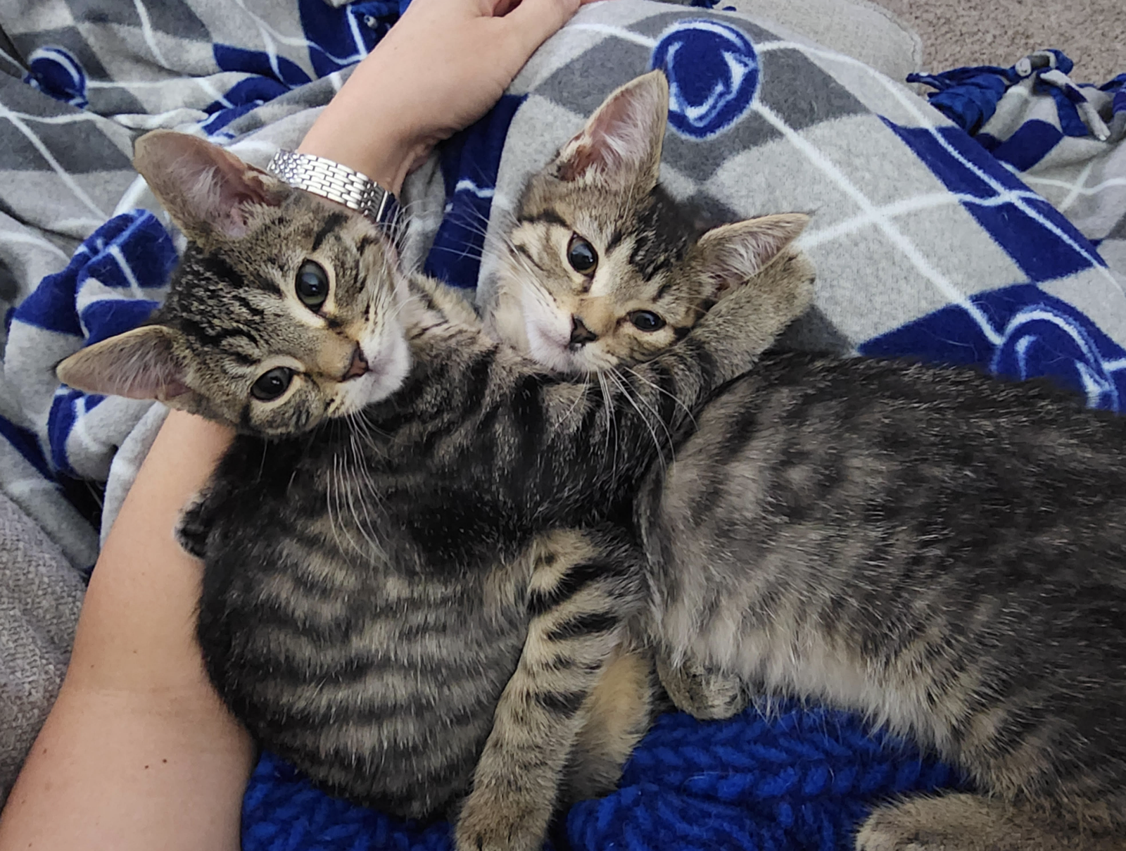 Sweetie Pie and Larry ***BONDED PAIR***  Domestic Short Hair (short coat) Female