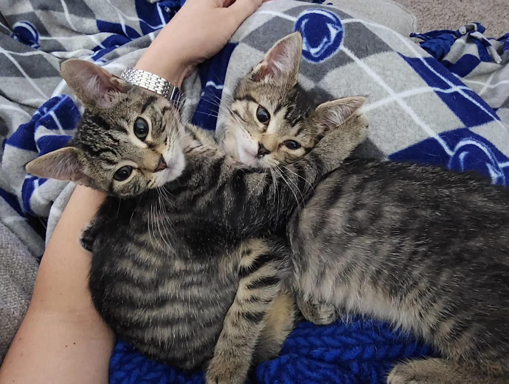 Sweetie Pie And Larry Bonded Pair - Domestic Short Hair