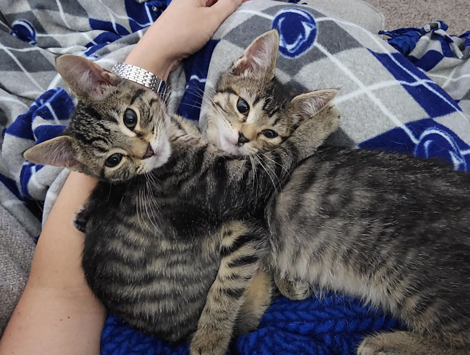 Sweetie Pie And Larry Bonded Pair