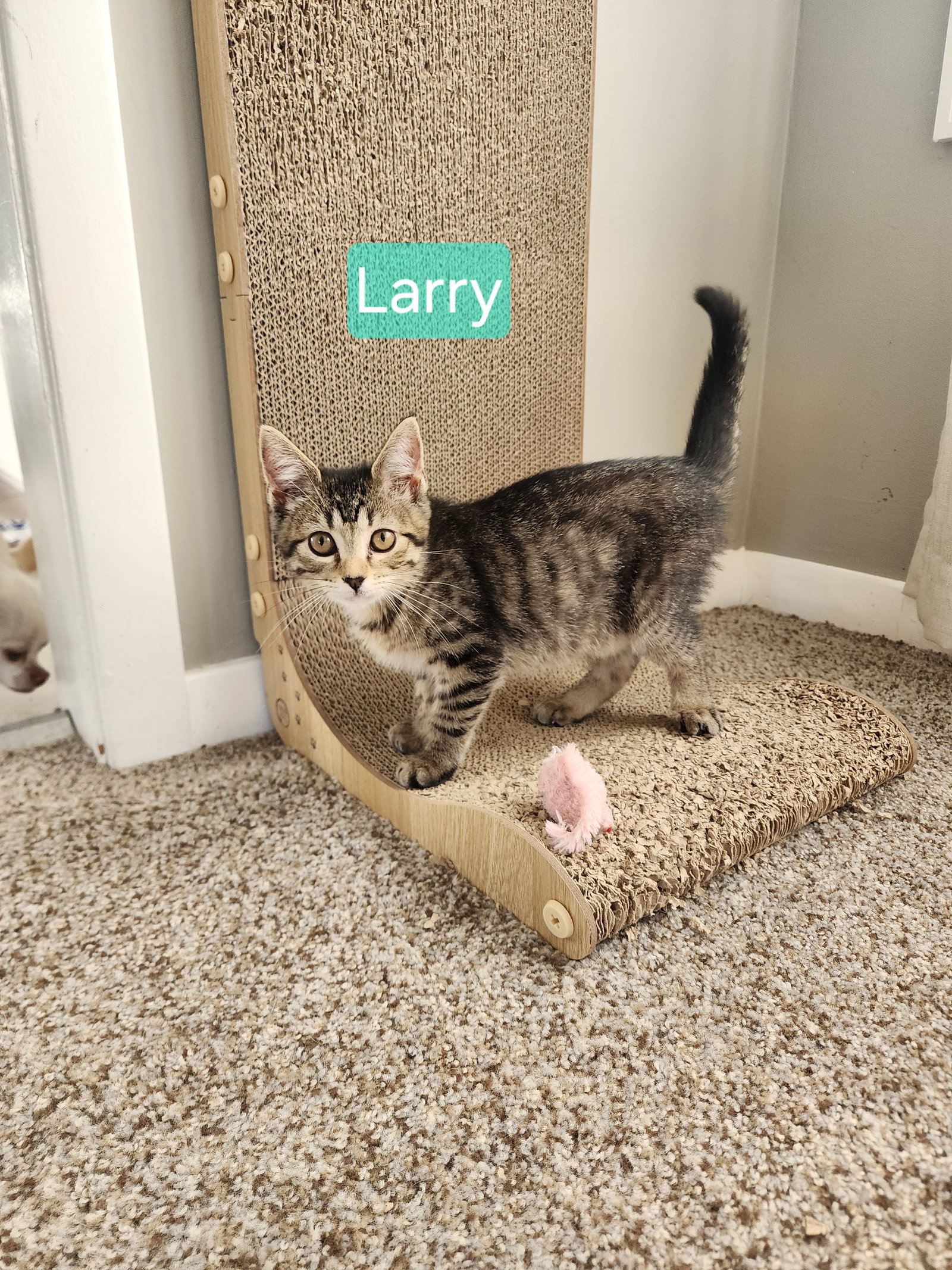 Sweetie Pie and Larry ***BONDED PAIR***, photo 4