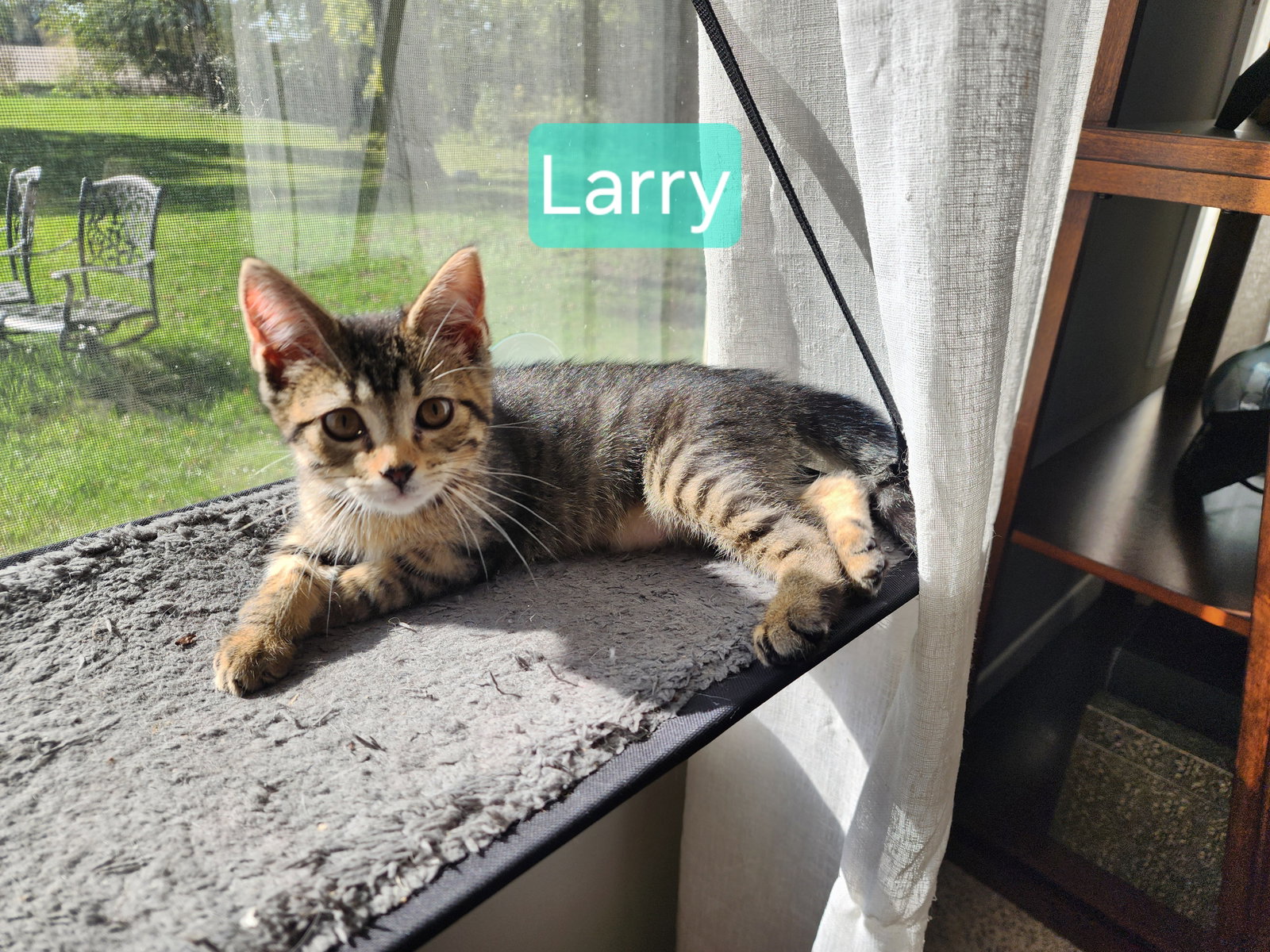 Sweetie Pie and Larry ***BONDED PAIR***, photo 5