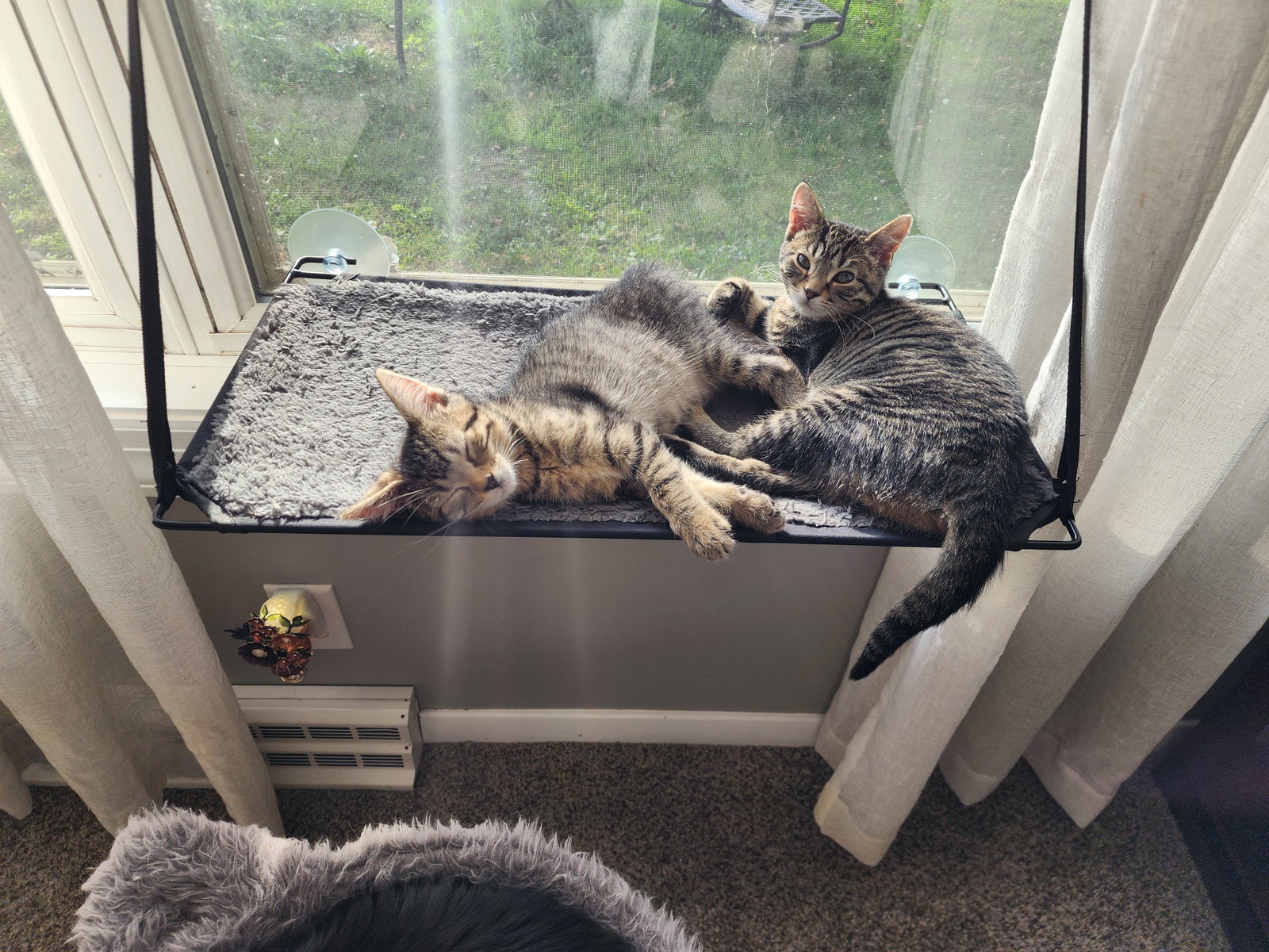 Sweetie Pie and Larry ***BONDED PAIR***  Domestic Short Hair (short coat) Female