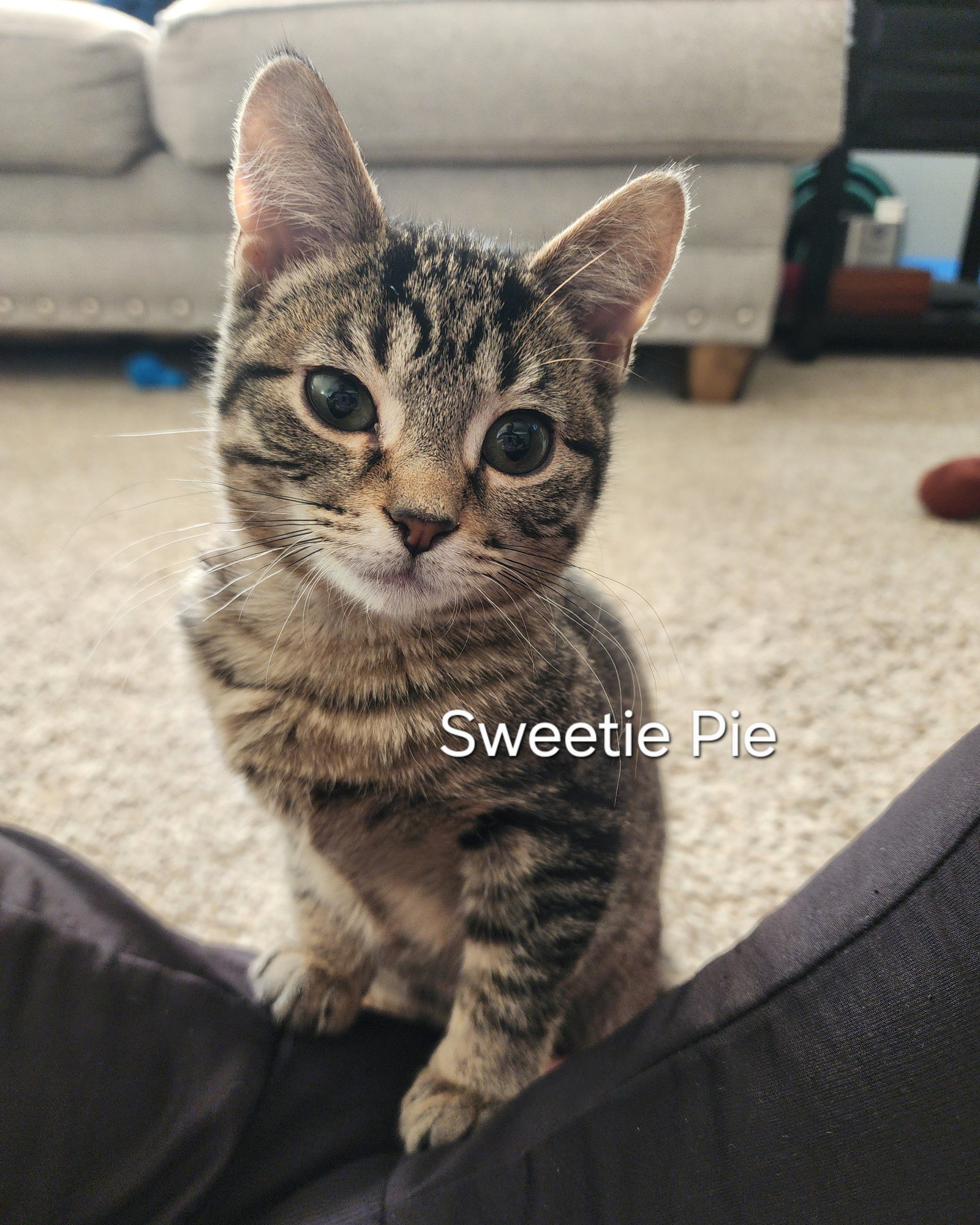 Sweetie Pie and Larry ***BONDED PAIR***, photo 3