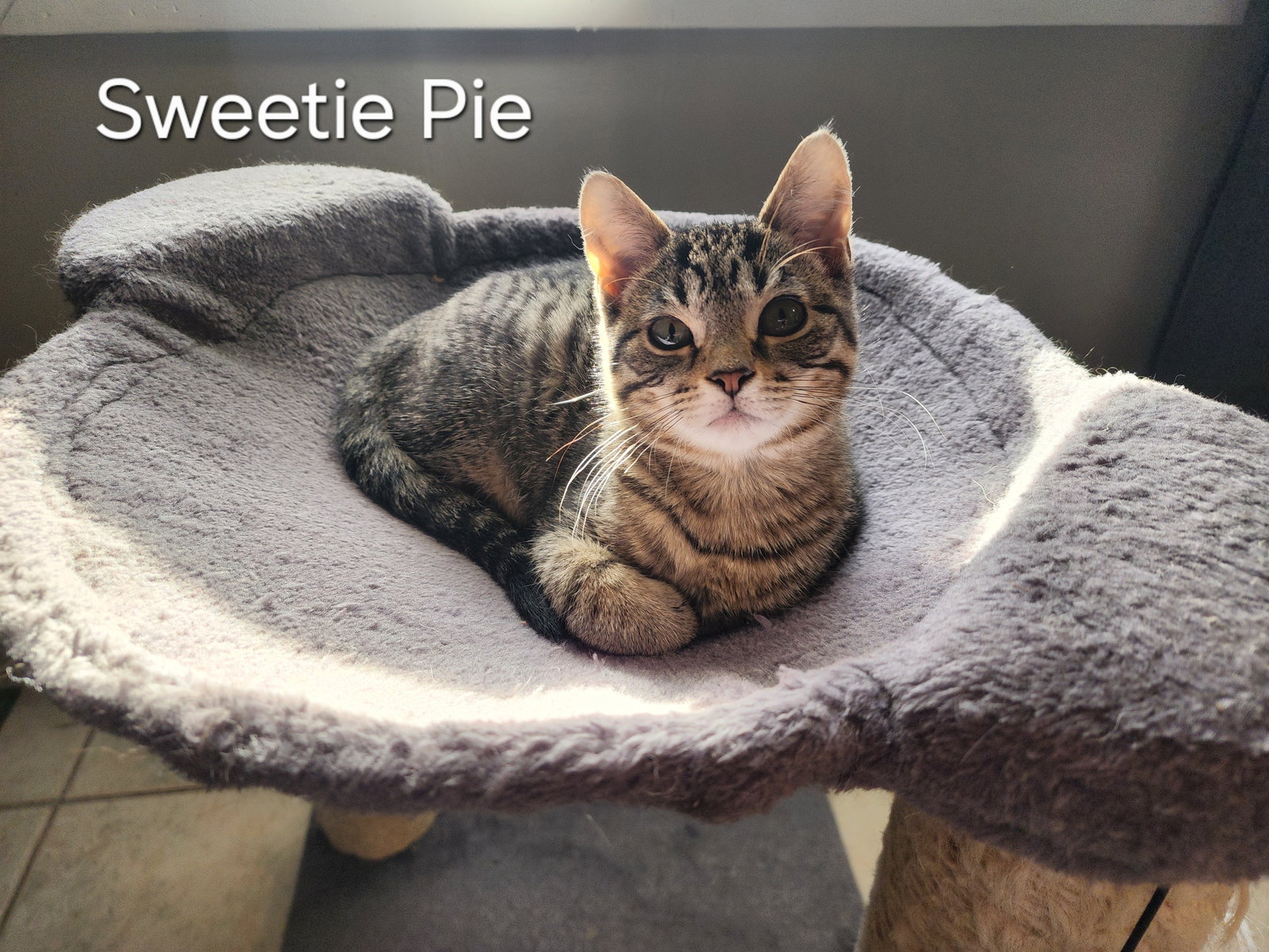 Sweetie Pie and Larry ***BONDED PAIR***, photo 6