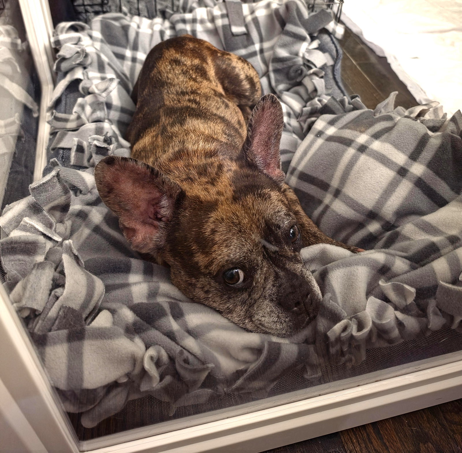 Michelle Small French Bulldog (short coat) Female