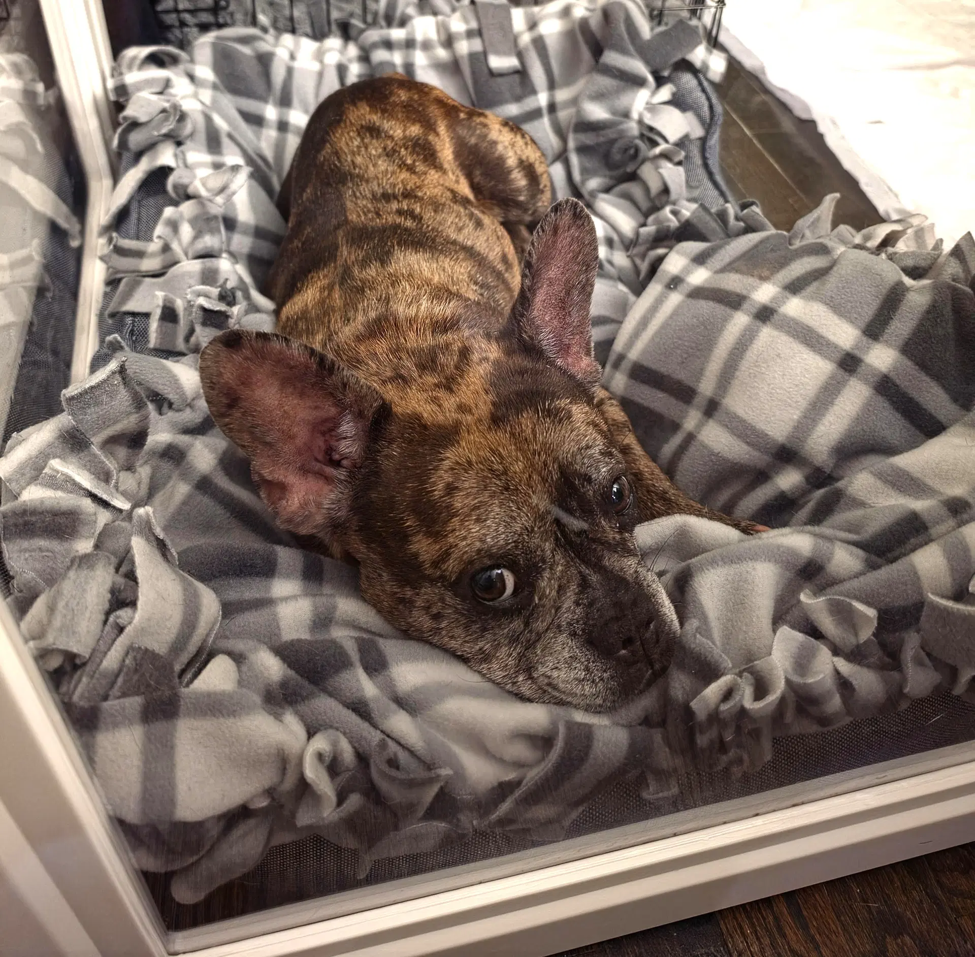 Michelle - French Bulldog