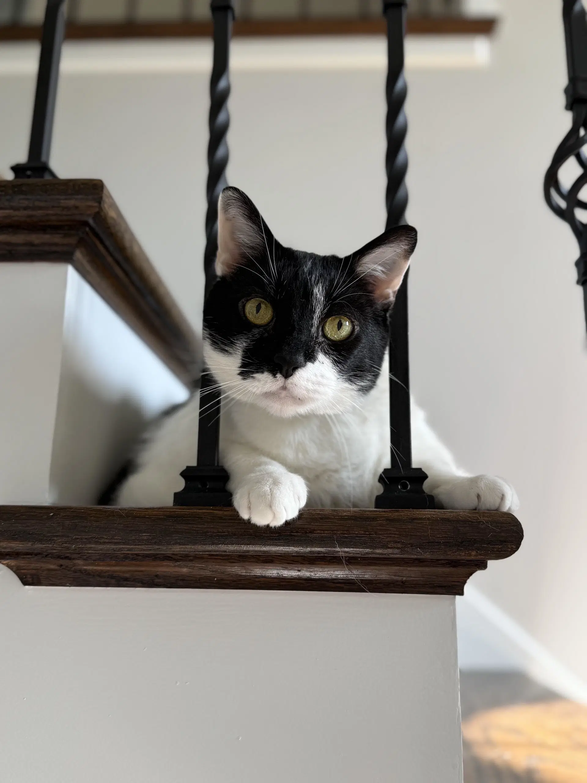 Bruce - Domestic Short Hair