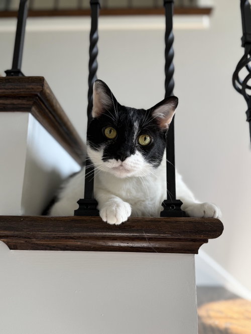 picture of the cat needing adoption