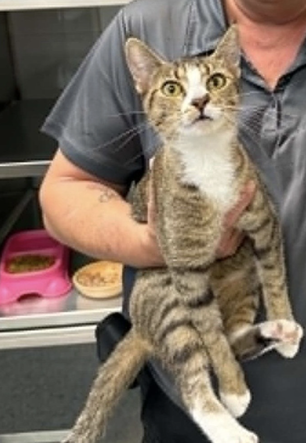 Candy  Domestic Short Hair (short coat) Female