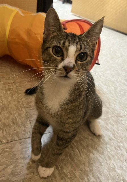 Candy  Domestic Short Hair (short coat) Female