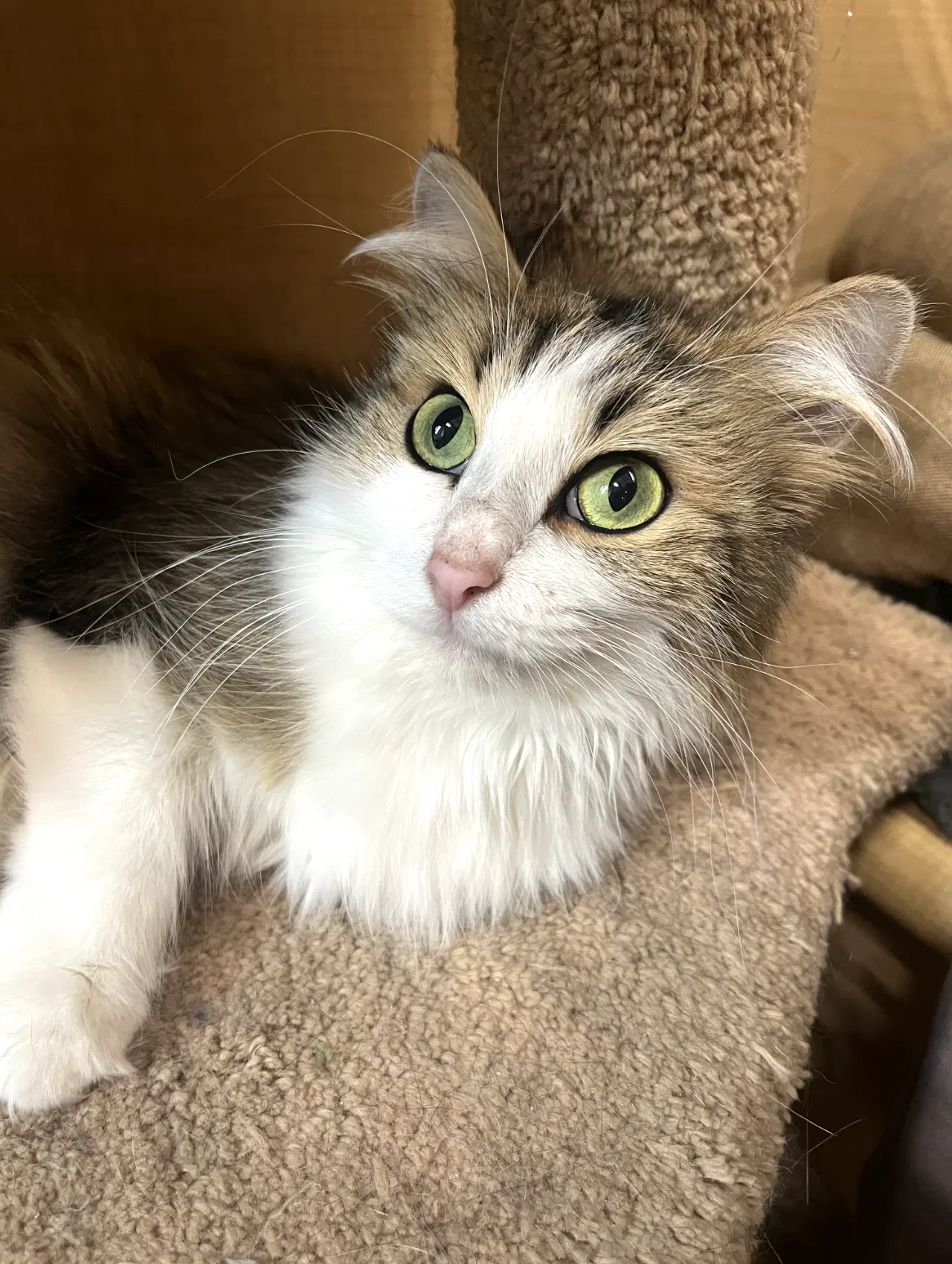 Fluffy - Domestic Long Hair