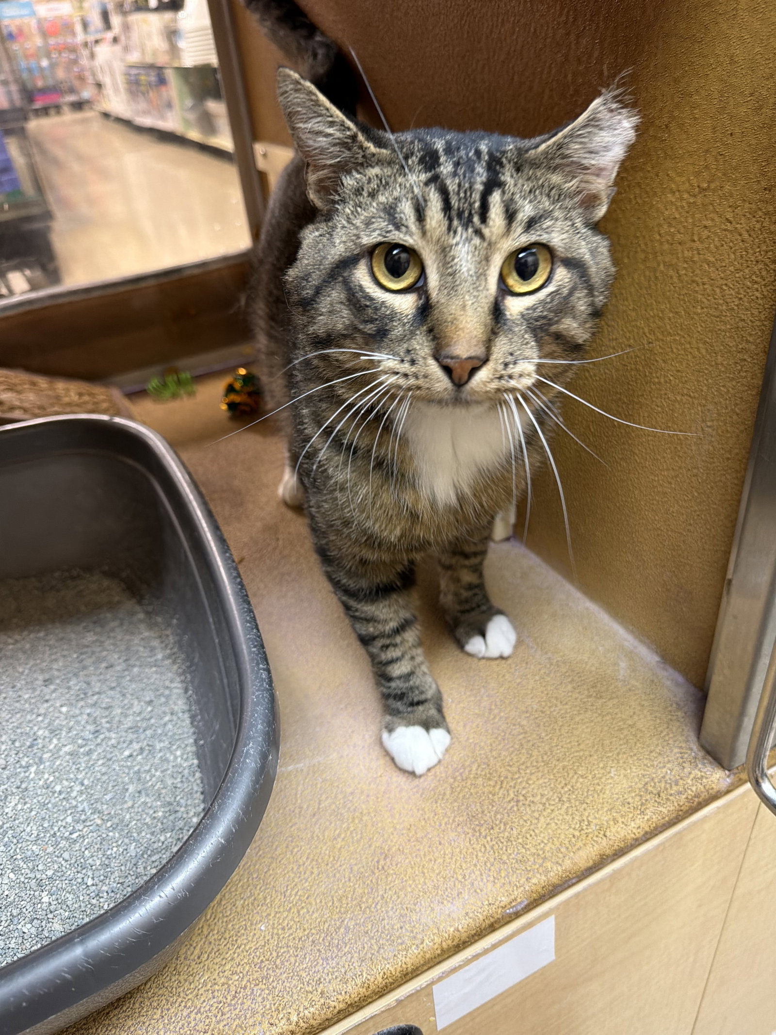 Theodore  Domestic Short Hair (short coat) Male