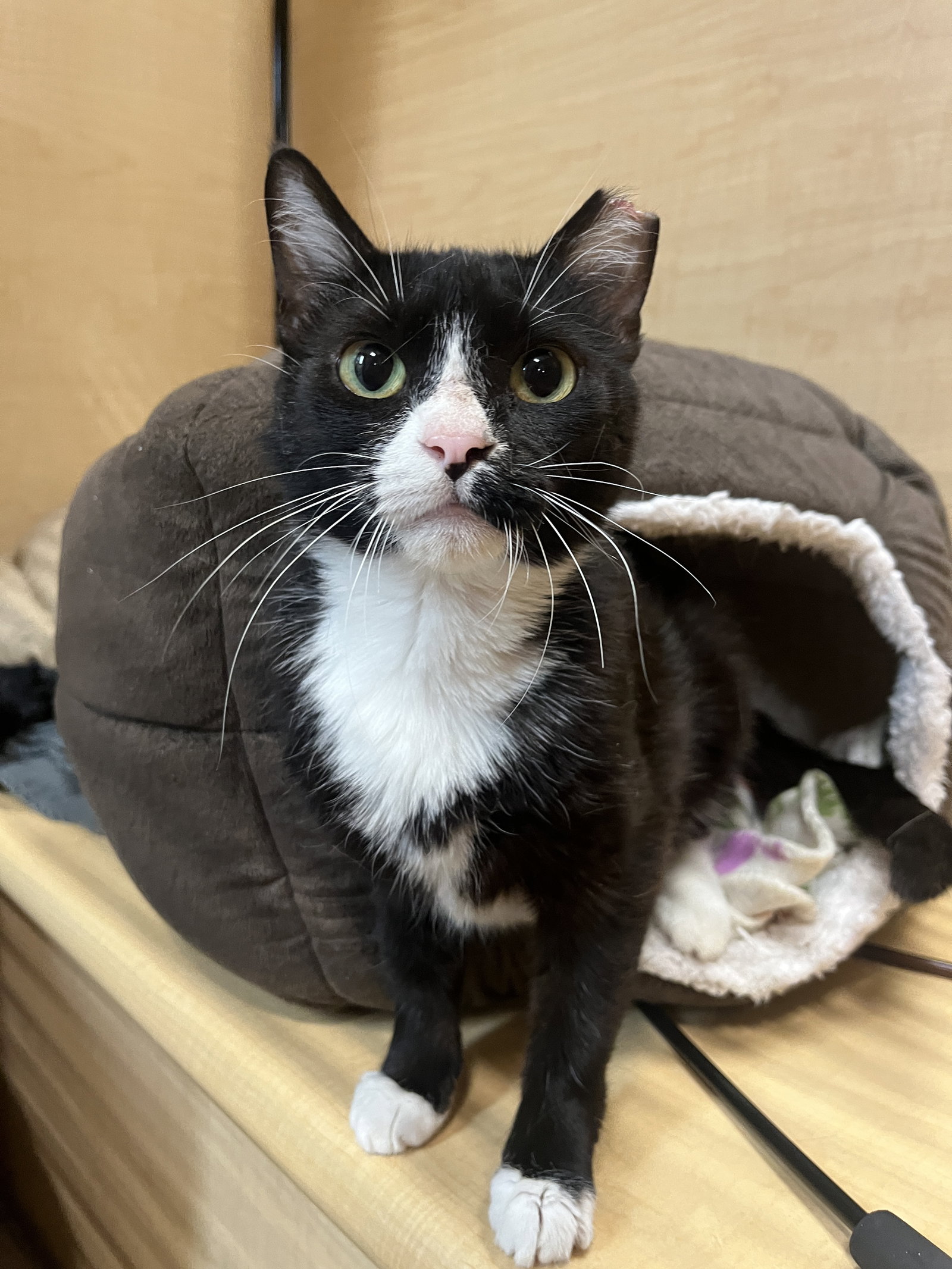 Smoreo  Domestic Short Hair (short coat) Female