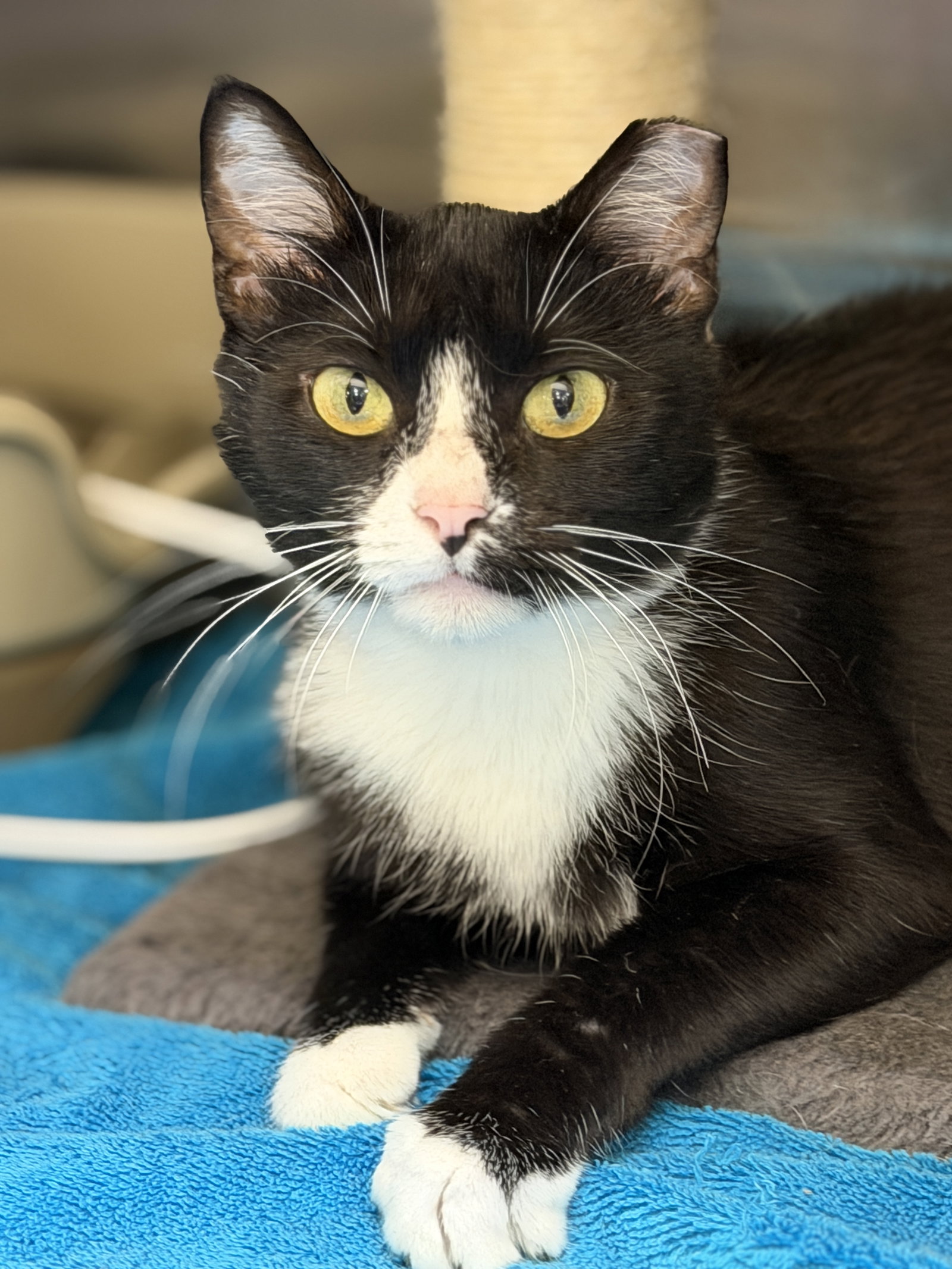 Smoreo  Domestic Short Hair (short coat) Female