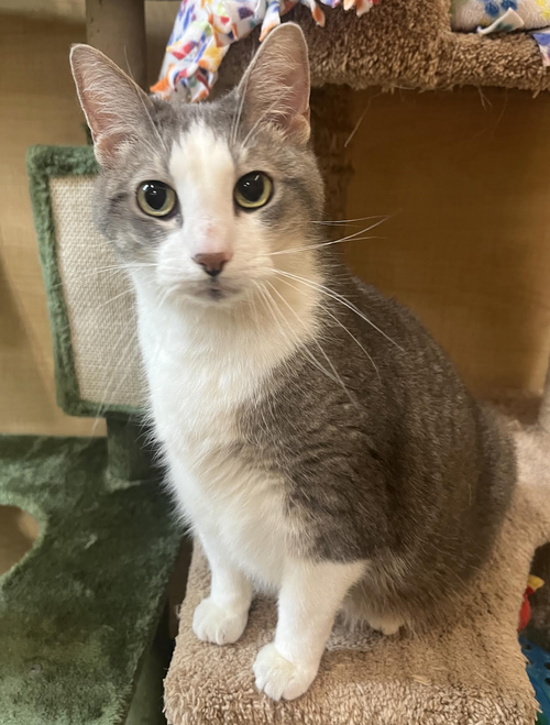 picture of the cat needing adoption