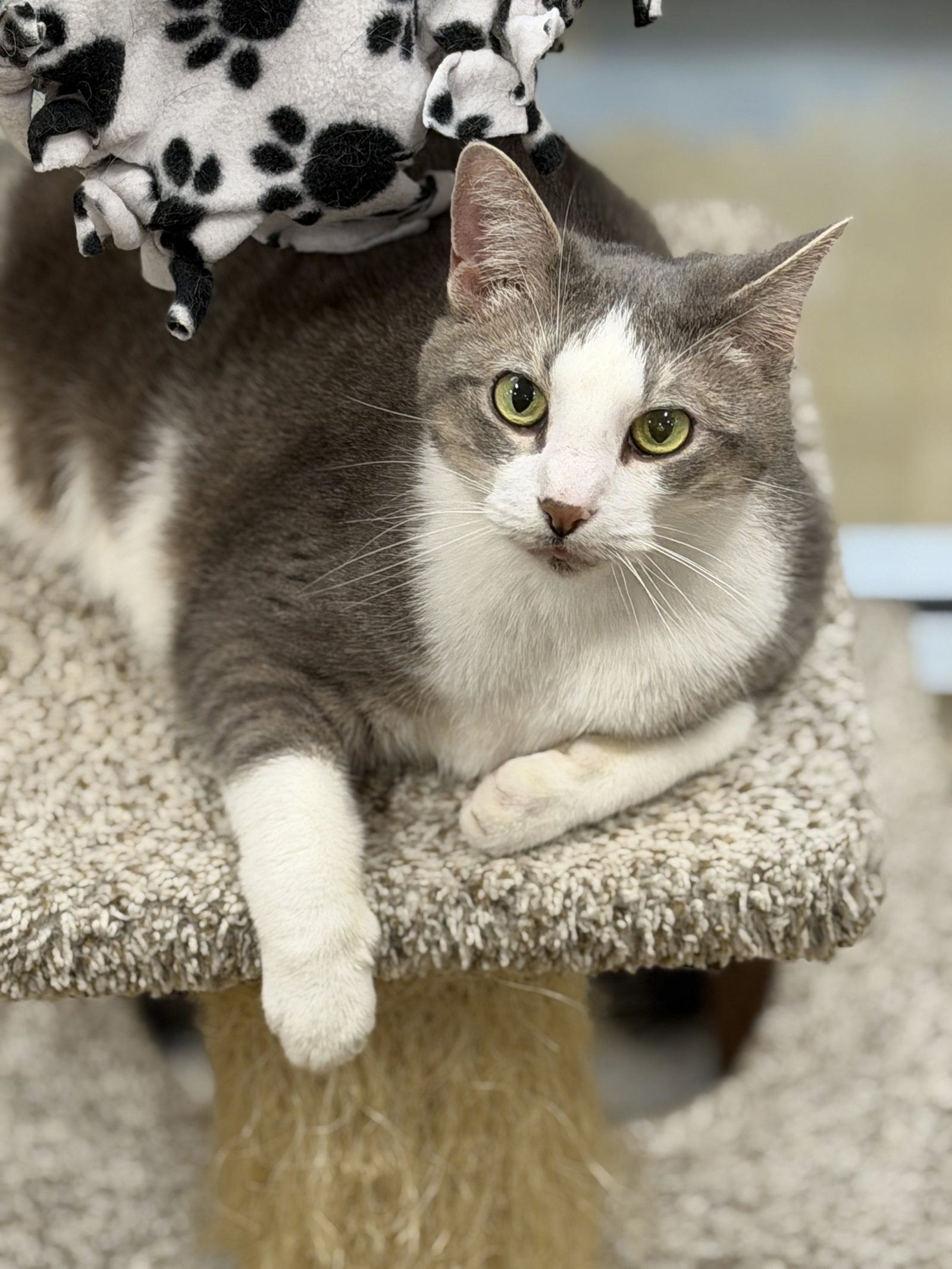 Peeps  Domestic Short Hair (short coat) Female