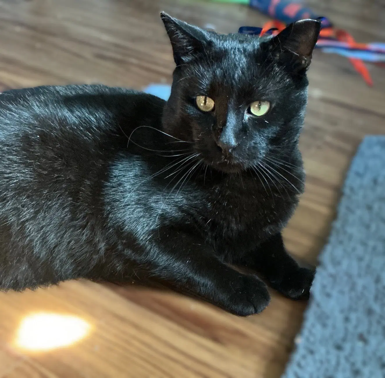 Wally - Domestic Short Hair