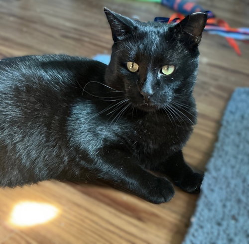 Wally, a cat for adoption from Animal Rescue Foundation (ARF-IL)