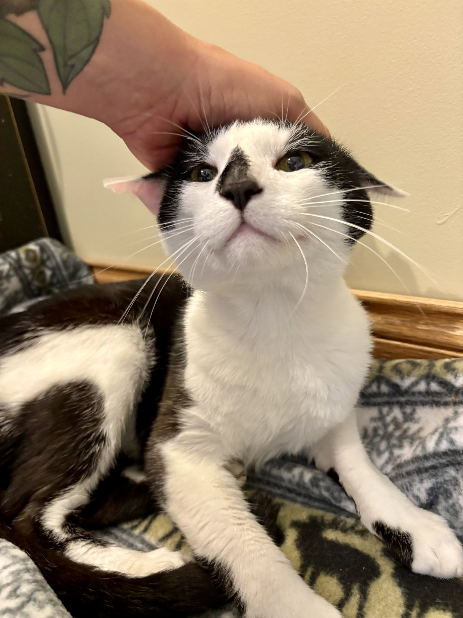Manchita  Domestic Short Hair (short coat) Male