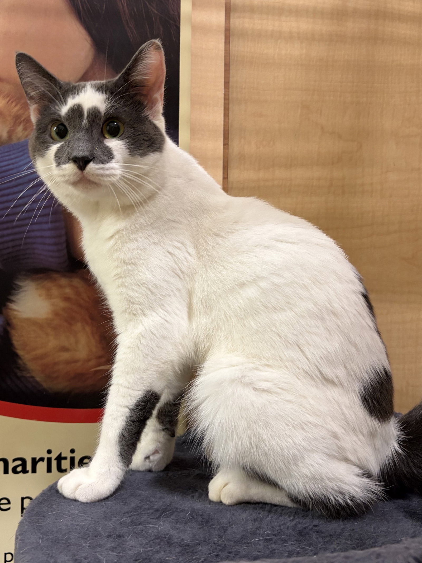 Butter Pecan  Domestic Short Hair (short coat) Male