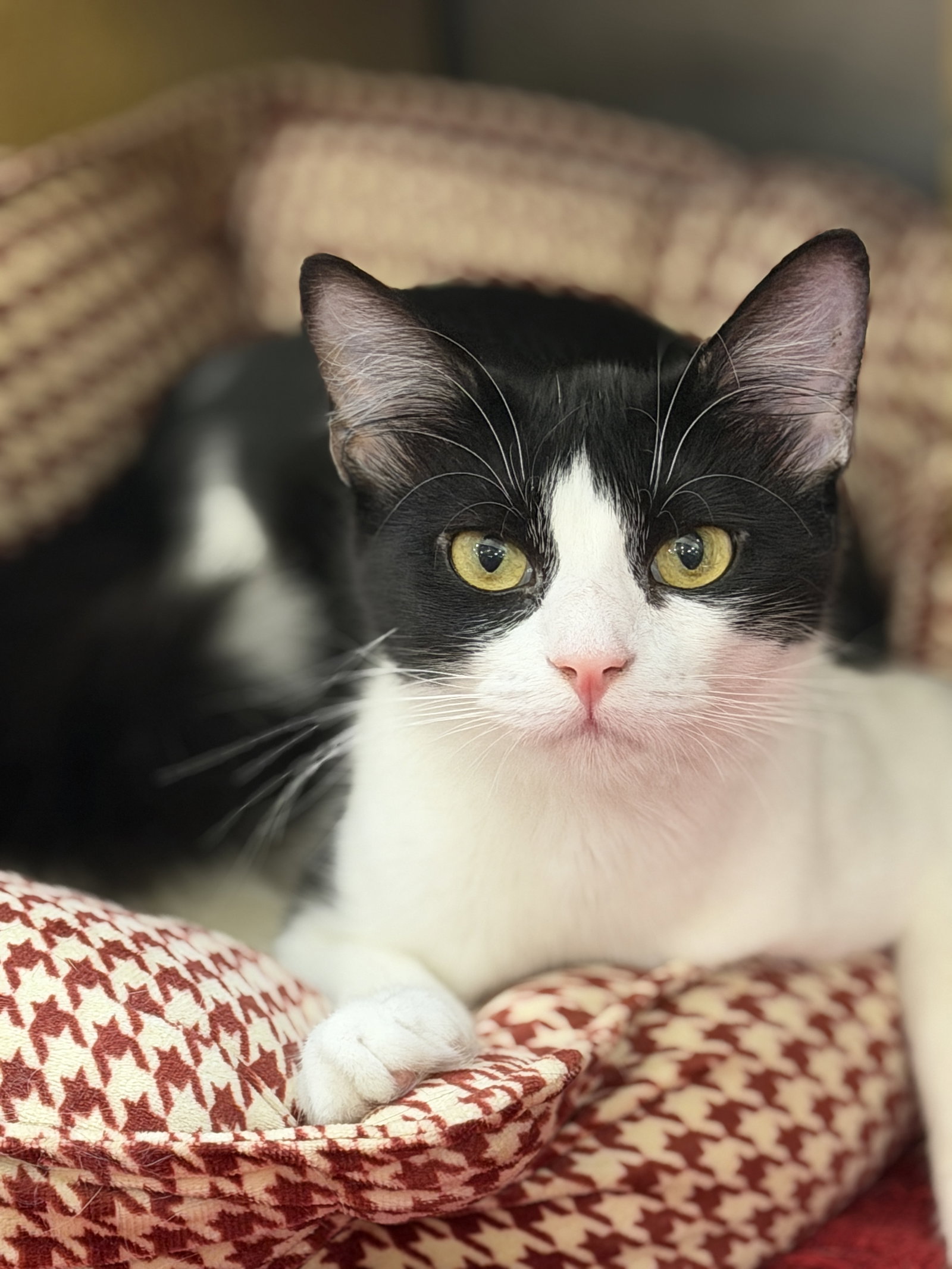 Lottie  Domestic Short Hair (short coat) Female
