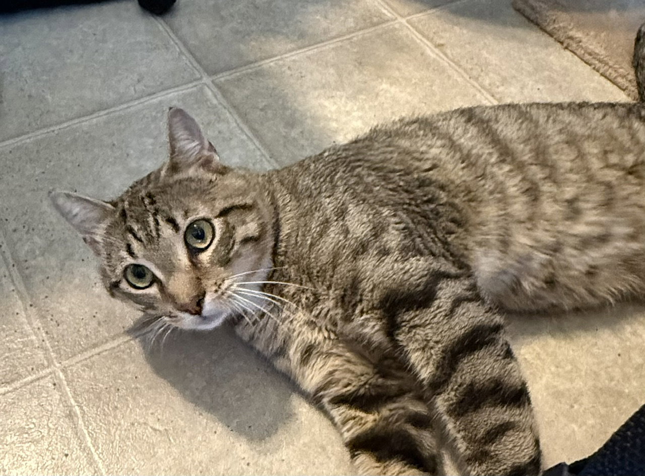 Skeeter  Domestic Short Hair (short coat) Male