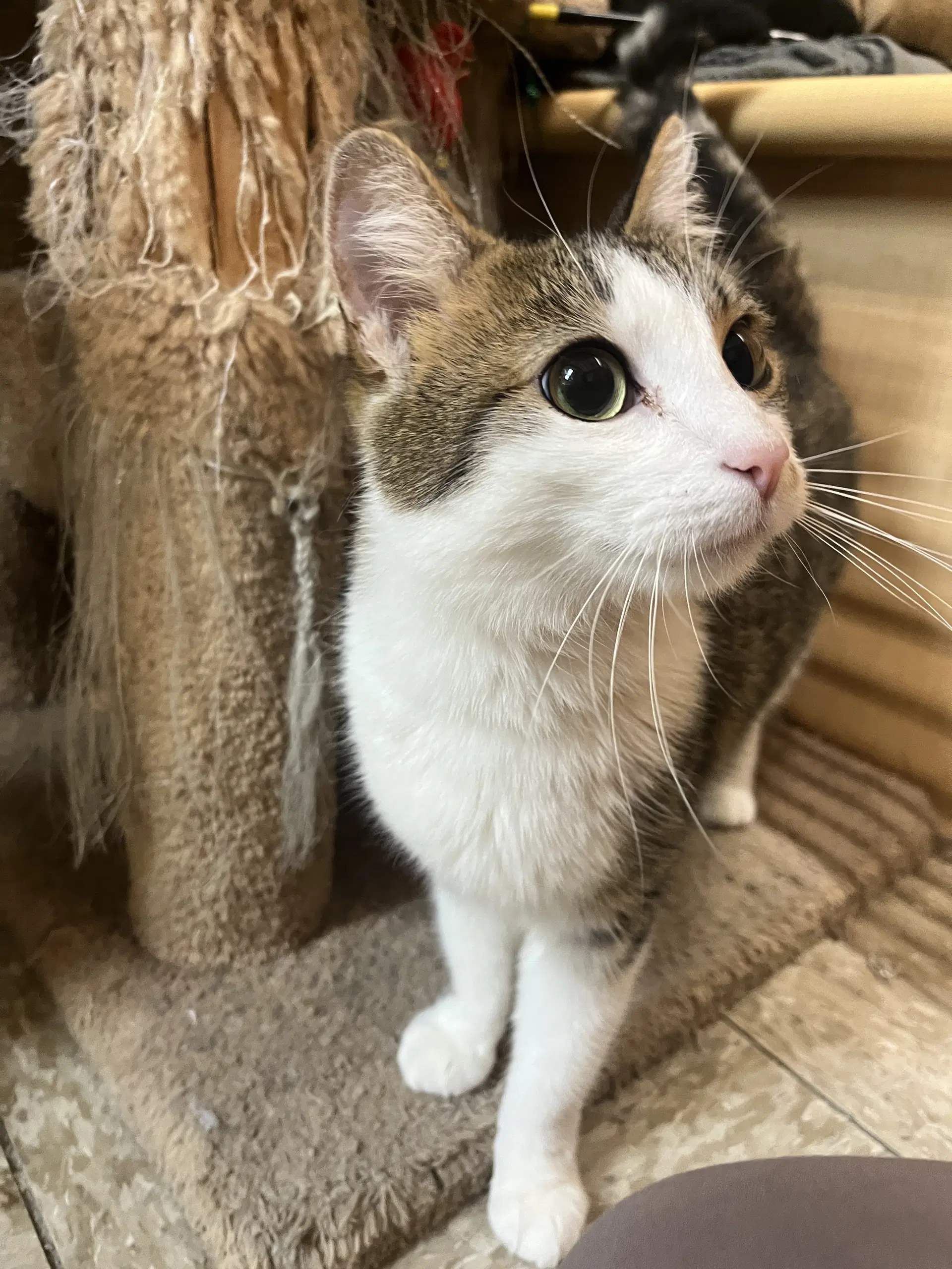 Flossie - Domestic Short Hair