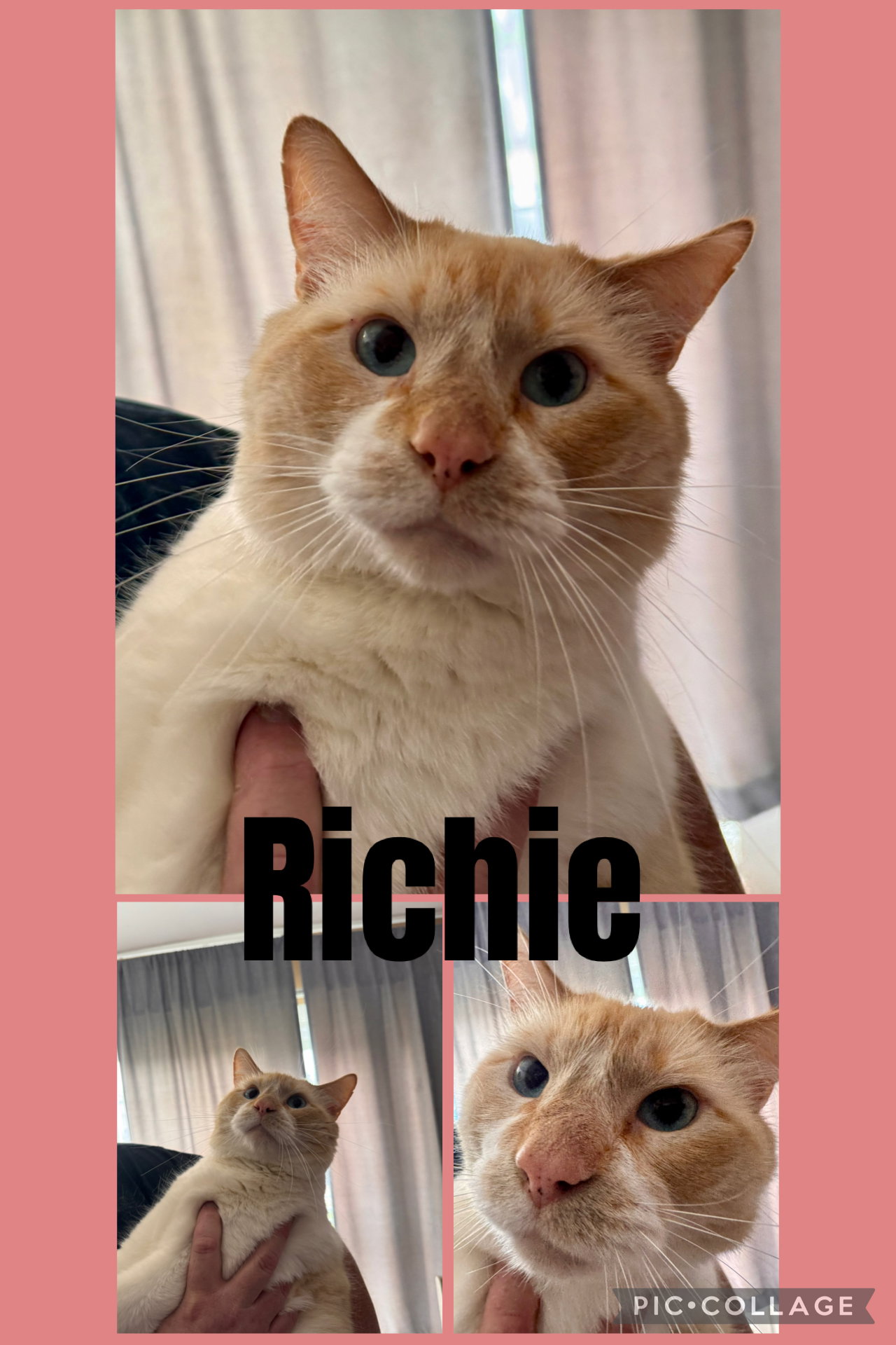 Richie  Domestic Short Hair (short coat) Male