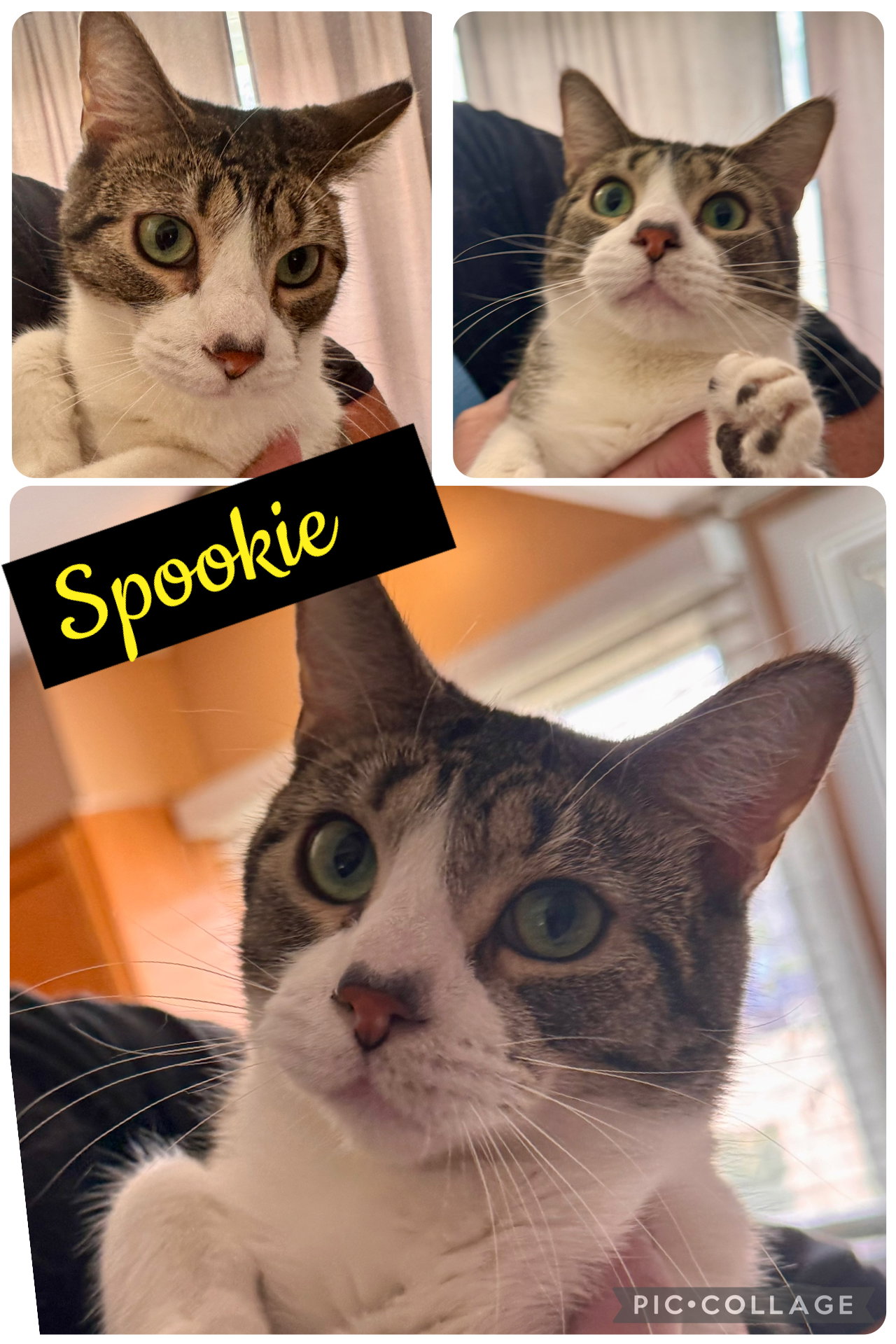 Spookie  Domestic Short Hair (short coat) Male