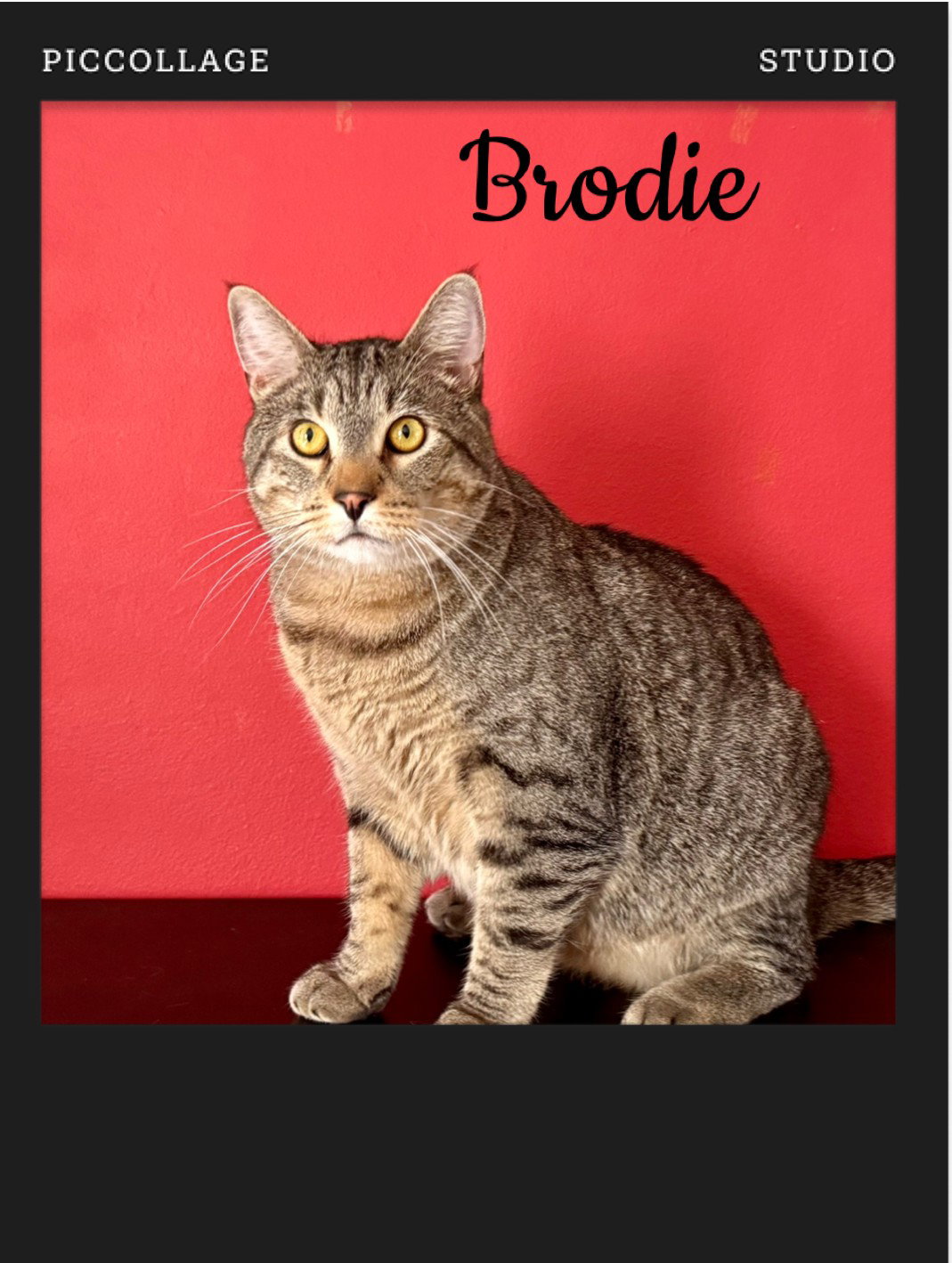 Brodie  Domestic Short Hair (short coat) Male
